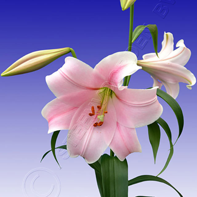 Lilium hybrid Mitsuyo White Powder