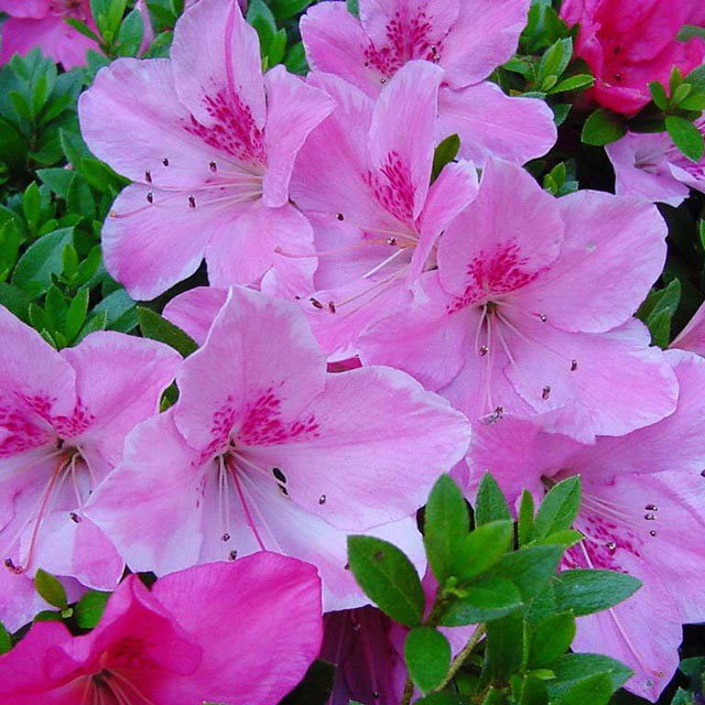 Rhododendron simsii Sudden Leaf Drop