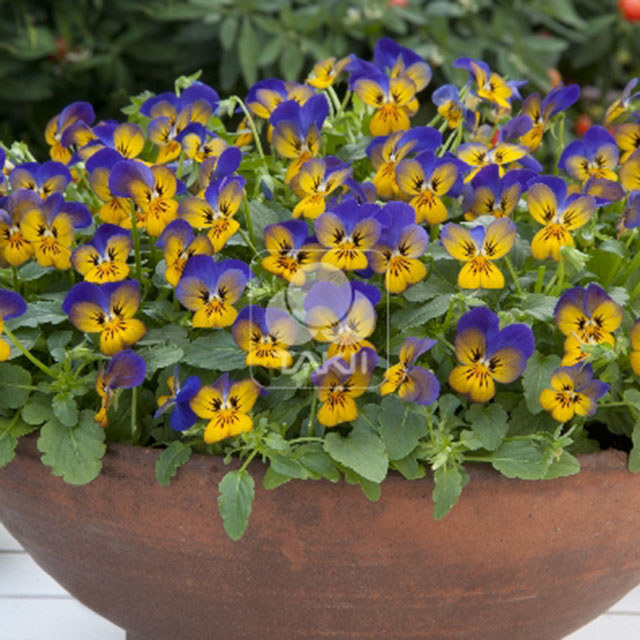 Viola cornuta Golden Blues