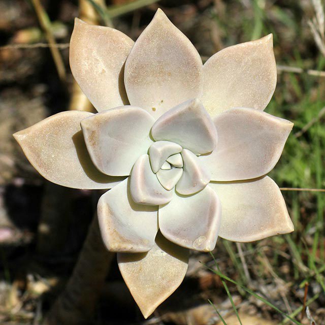 Graptoveria gilva White Cottony Spots