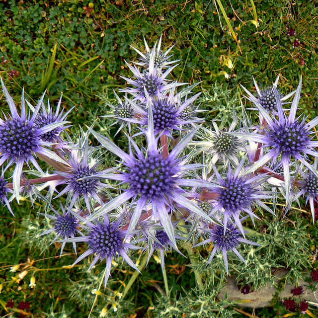 Eryngium bourgatii