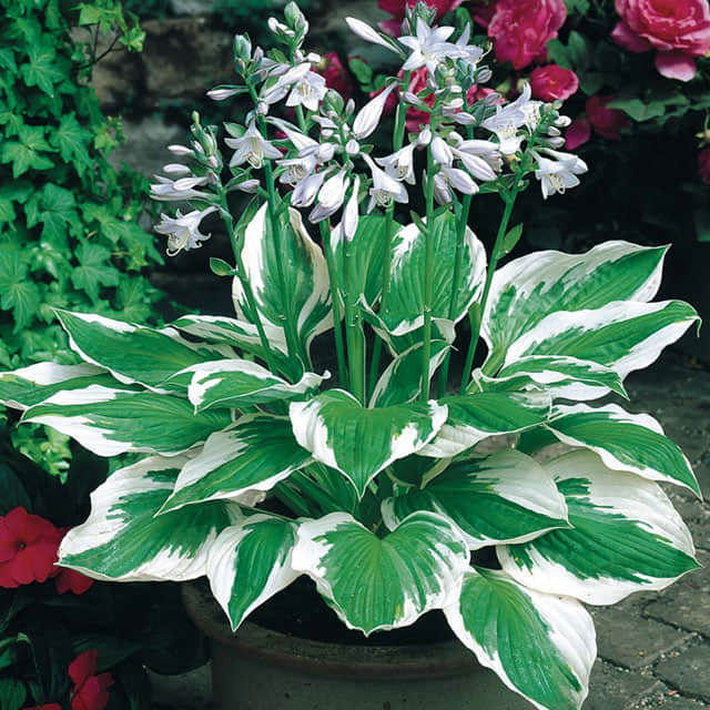 Hosta fortunei Yellow Leaves