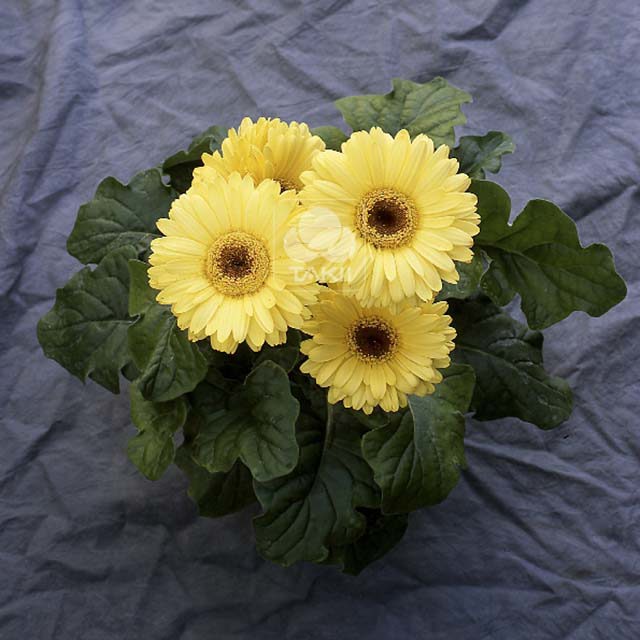 Gerbera Royal Mini Yellow Fine Webbing