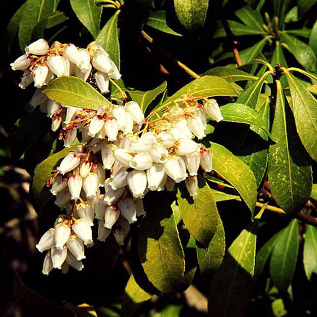 Corylopsis sinensis calvescens