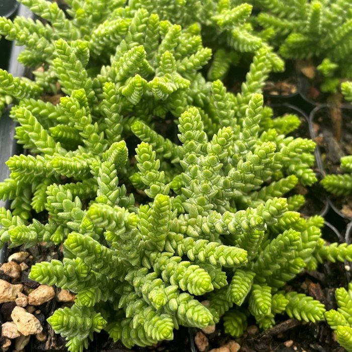 Crassula lycopodioides