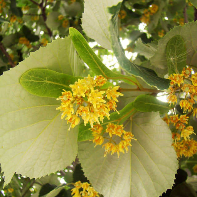 Tilia tomentosa