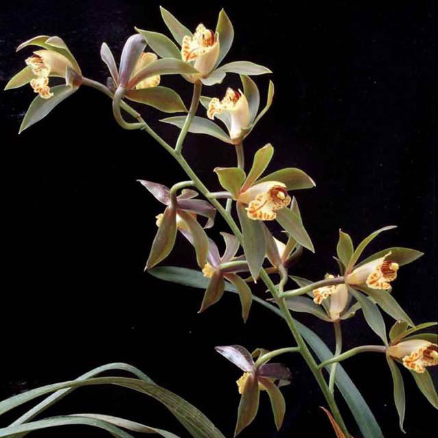 Cymbidium wilsonii
