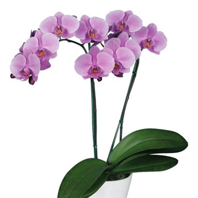 Phalaenopsis Geneva