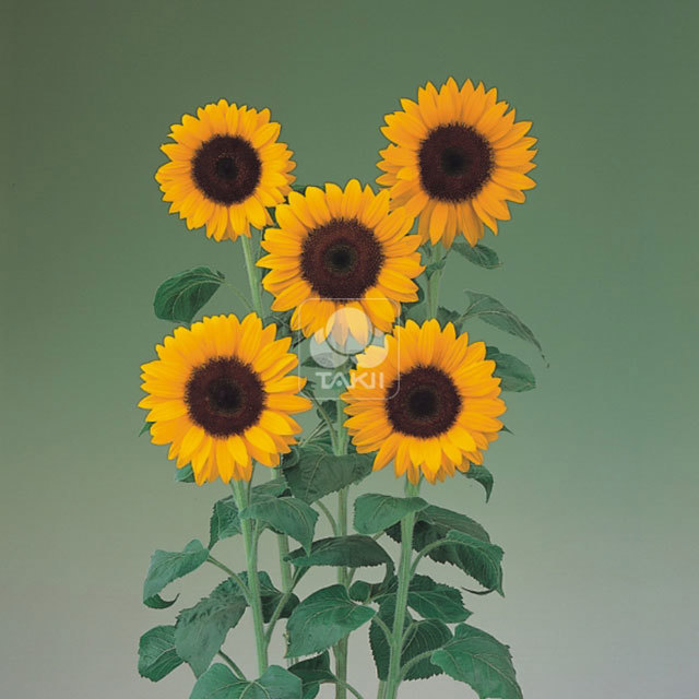 Helianthus annuus Orange Summer