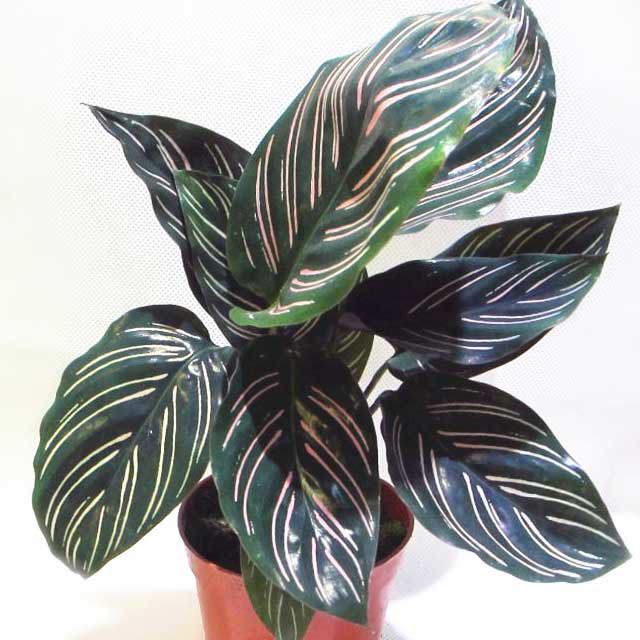 Calathea sanderiana