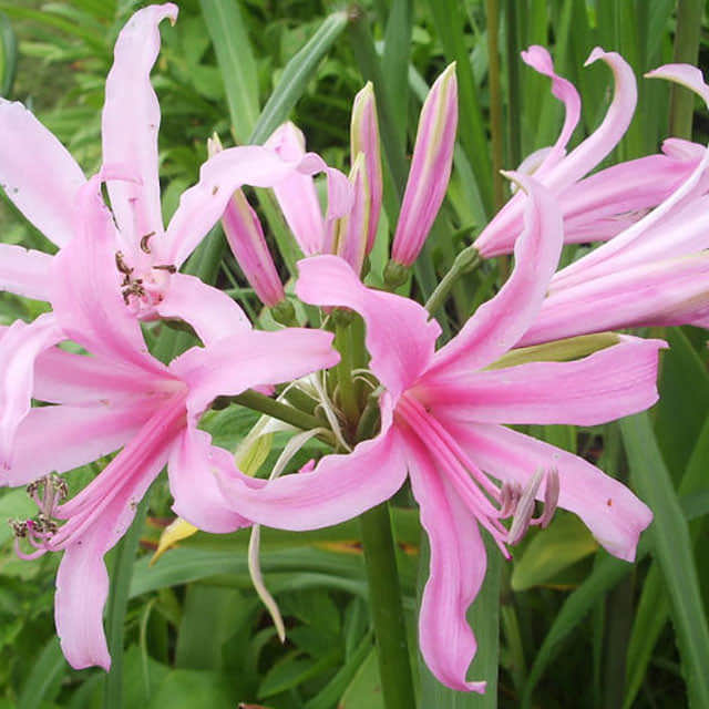 Amaryllis belladonna