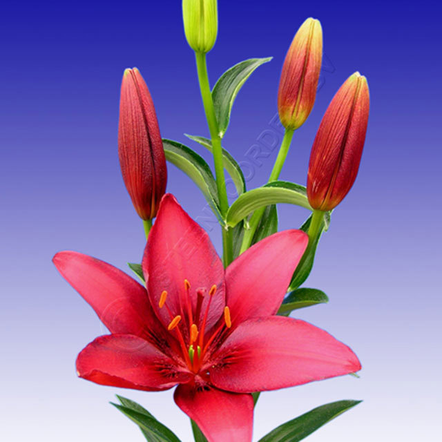 Lily Navidad Macchie bianche cotonose