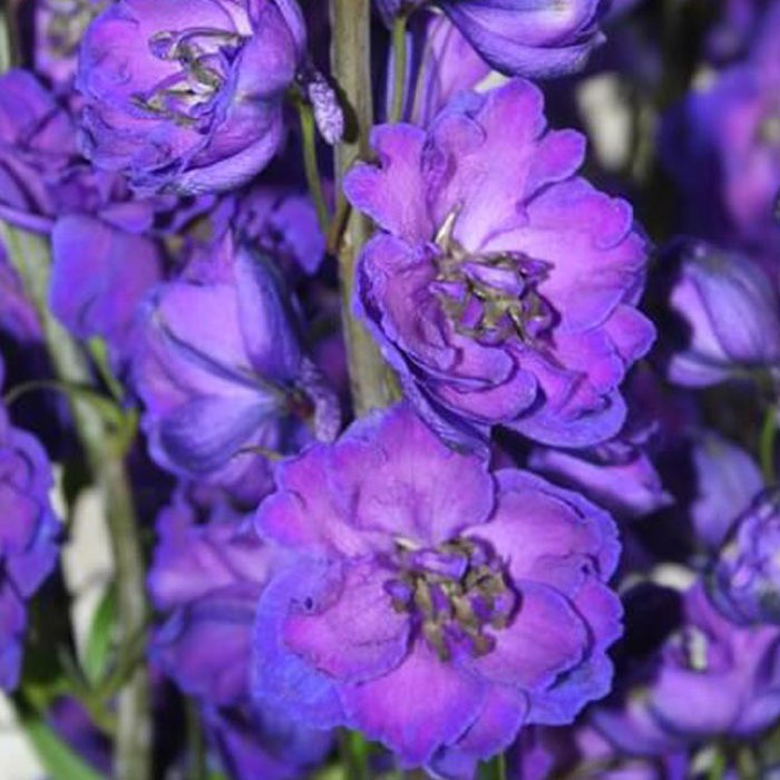 Delphinium Delphis Jewel White Powder
