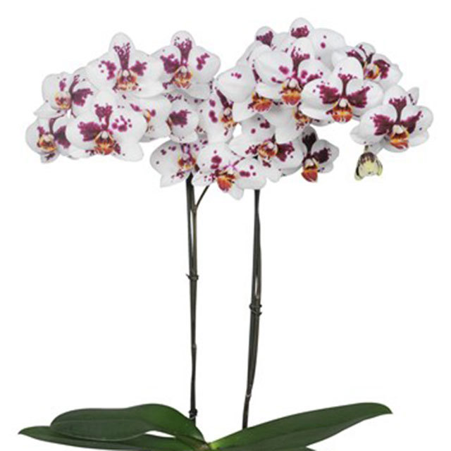 Phalaenopsis Alicante Fine Webbing