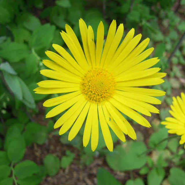 Doronicum orientale