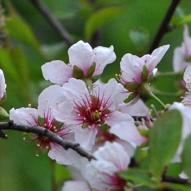 Prunus japonica