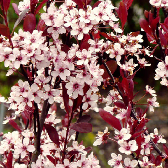 Prunus cistena