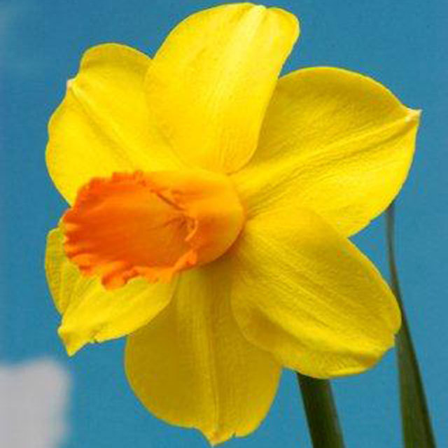 Narcissus Glen Clova