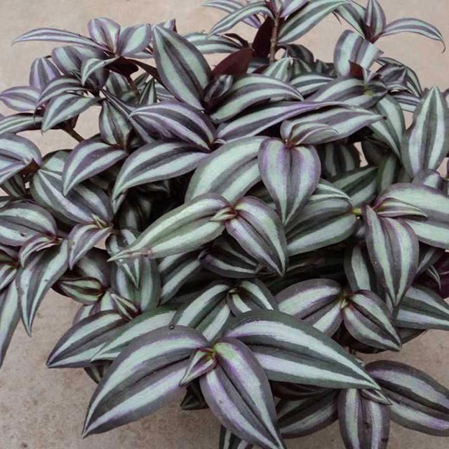 Tradescantia zebrina