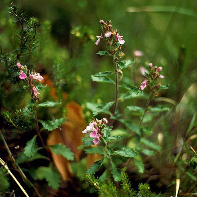 Teucrium chamaedrys