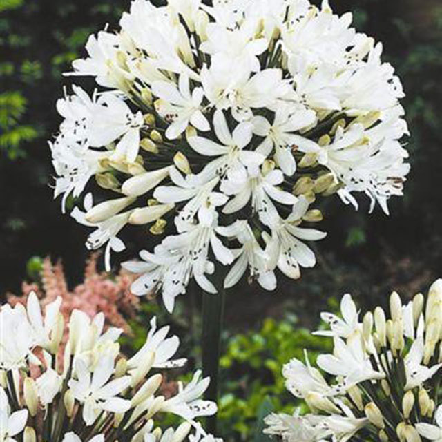 Agapanthus albus