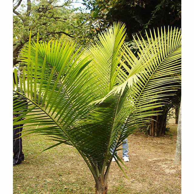 Ravenea rivularis Punte delle foglie marroni