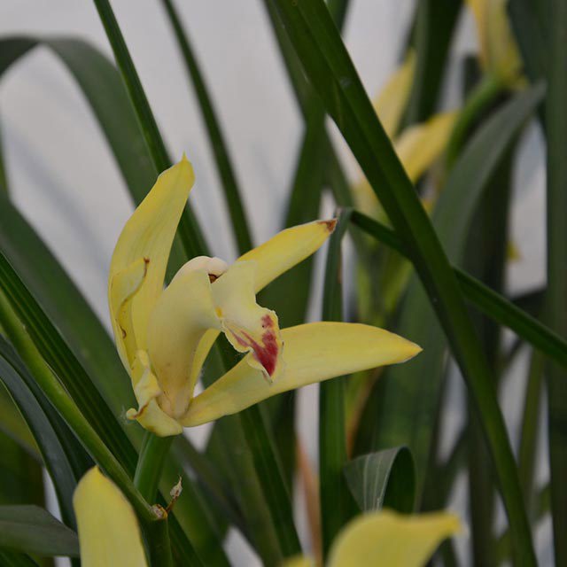 Cymbidium lowianum