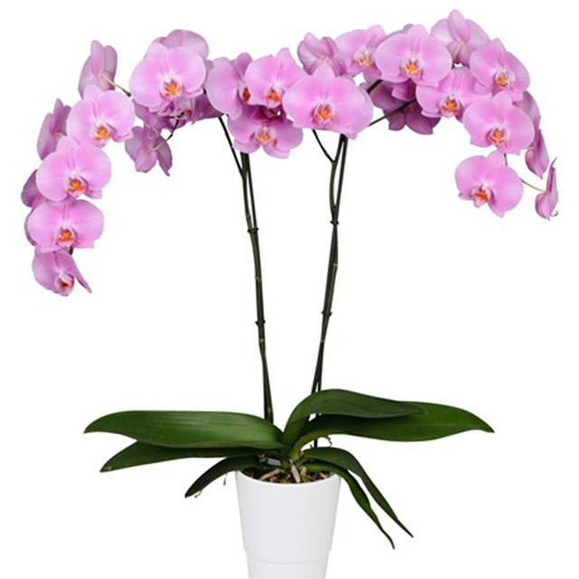 Phalaenopsis Colombo White Powder
