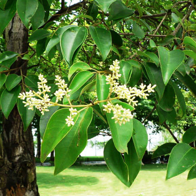 Fraxinus chinensis