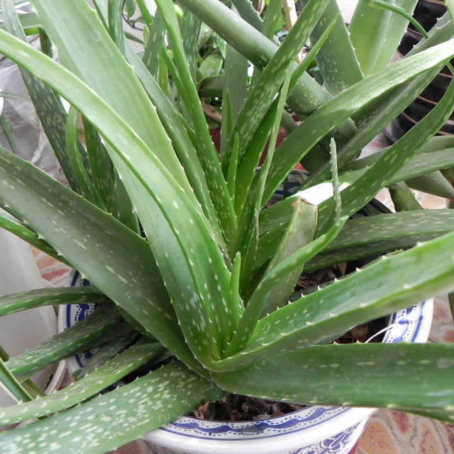 Aloe brevifolia