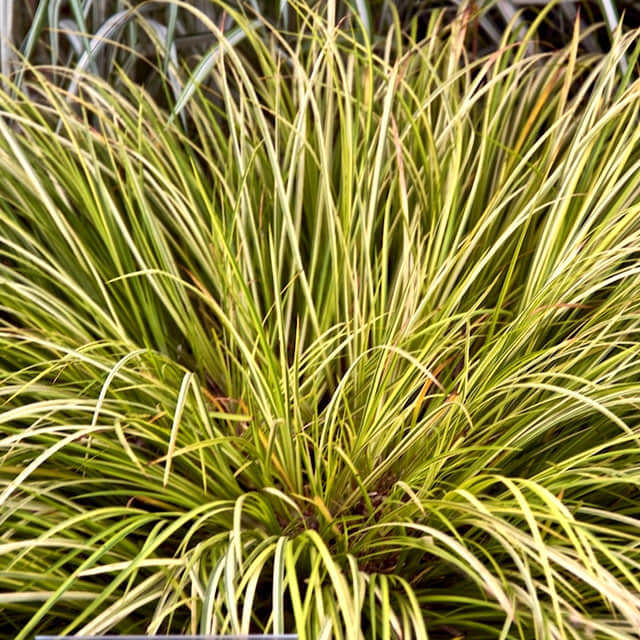 Acorus gramineus Variegatus