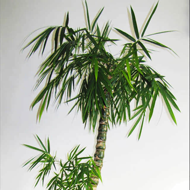 Phyllostachys aurea