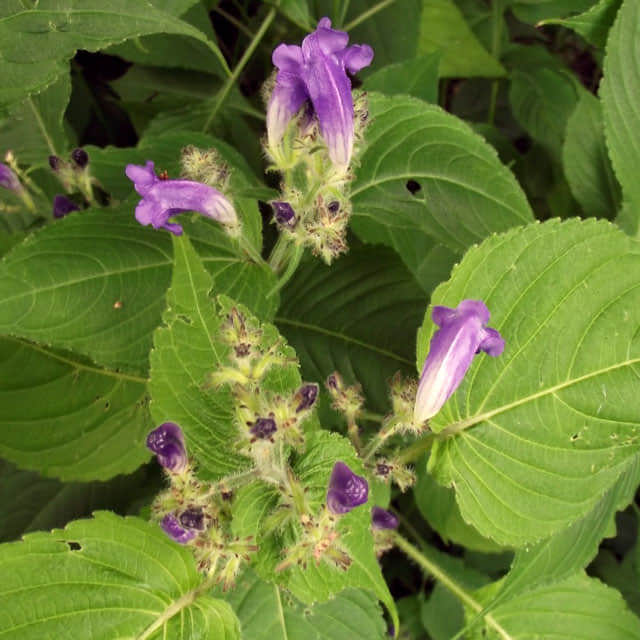 Strobilanthes wallichii