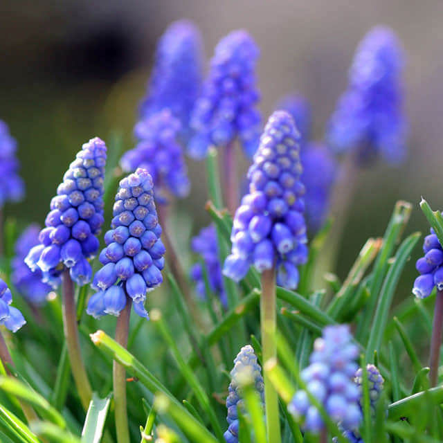 Muscari botryoides Babys Breath