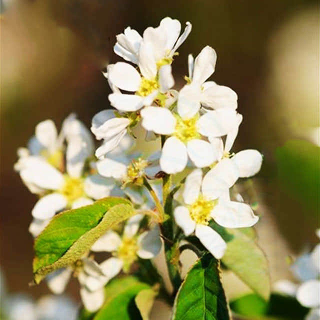 Amelanchier