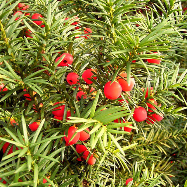 Taxus baccata