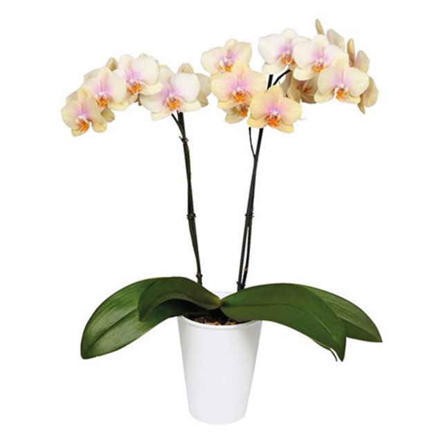 Phalaenopsis Malmo