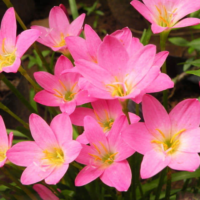 Zephyranthes grandiflora