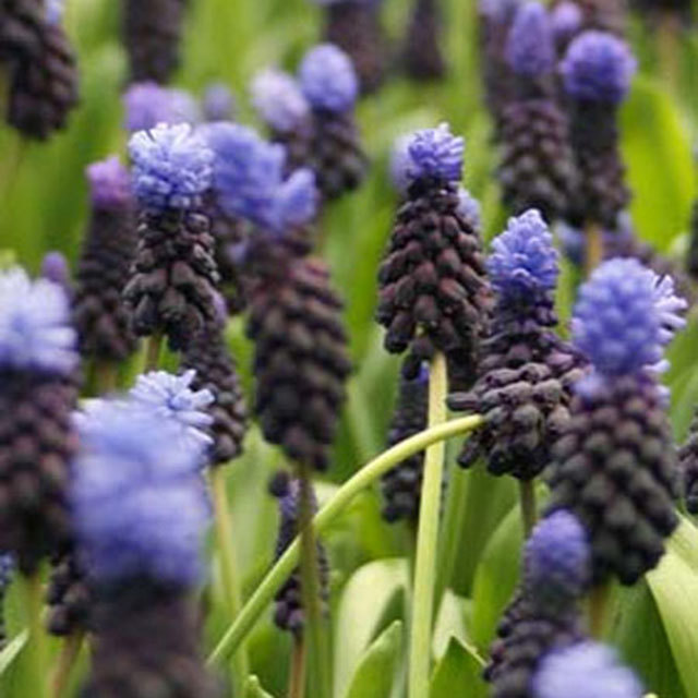 Muscari latifolium