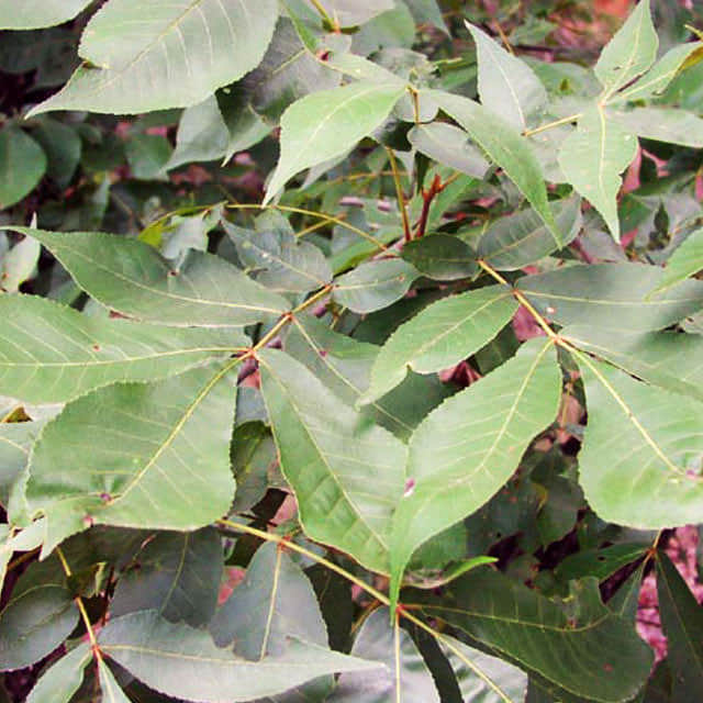 Carya texana