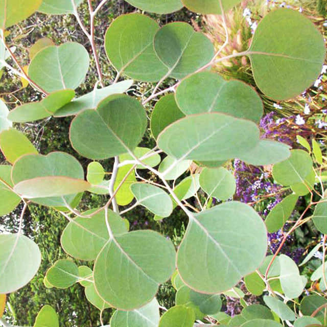 Eucalyptus polyanthemos