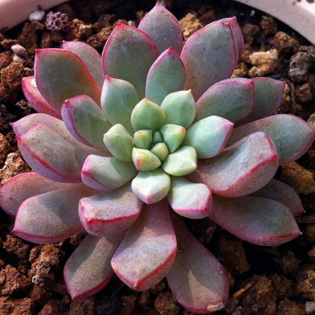 Echeveria subcorymbosa White Powder