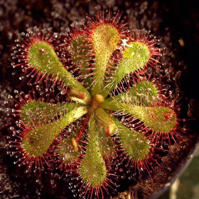 Drosera dielsiana