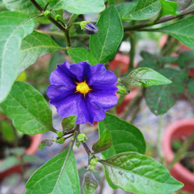 Lycianthes rantonnetii
