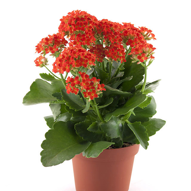Kalanchoe Passion Artemis Moscerini del terriccio