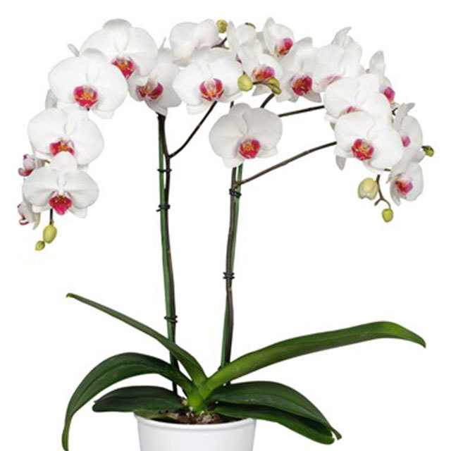 Phalaenopsis Calgary White Powder