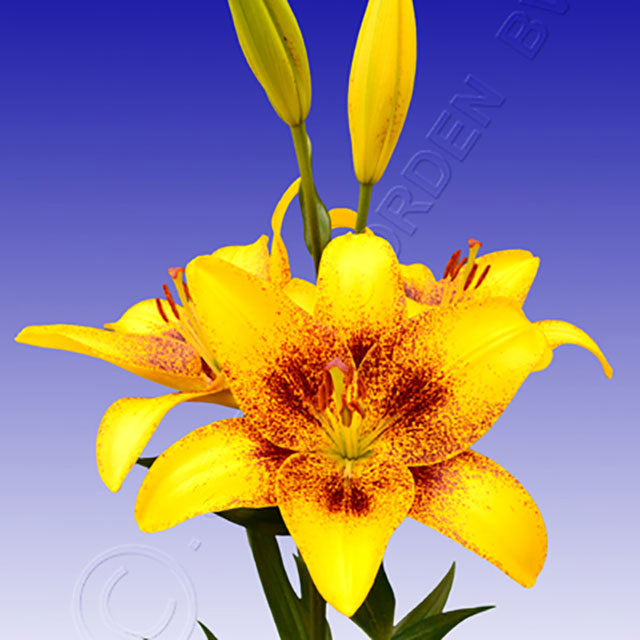 Lilium LA hybride Yellow Brush Fine Webbing