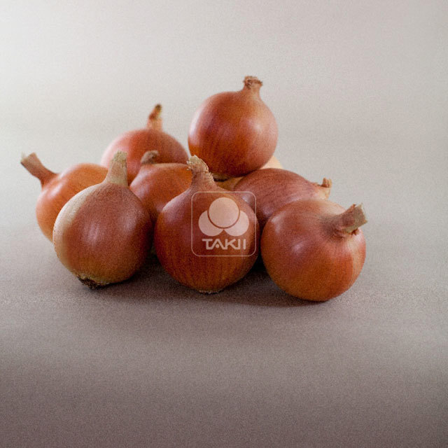 Allium cepa Vuelta F1