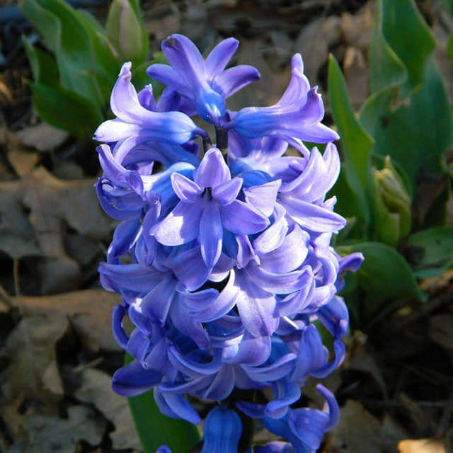 Hyacinthus orientalis Delft Blue Tiny Black Flies
