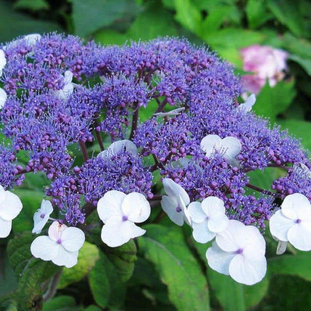 Hydrangea aspera
